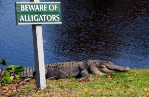 Beware Alligators - Photo courtesy of Karyl Wackerlin Photography