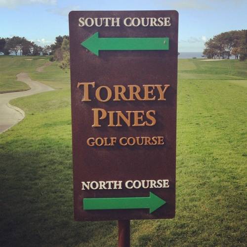 Torrey pines