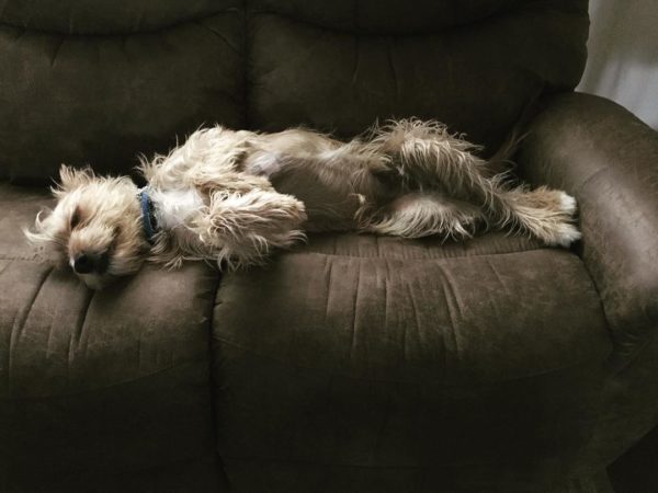 Walter on the couch