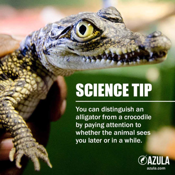 Science tip - you can distinguise an alligator from a crocodile by paying attention to whether the animal sees you later or in awhile.